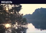Wildlife 